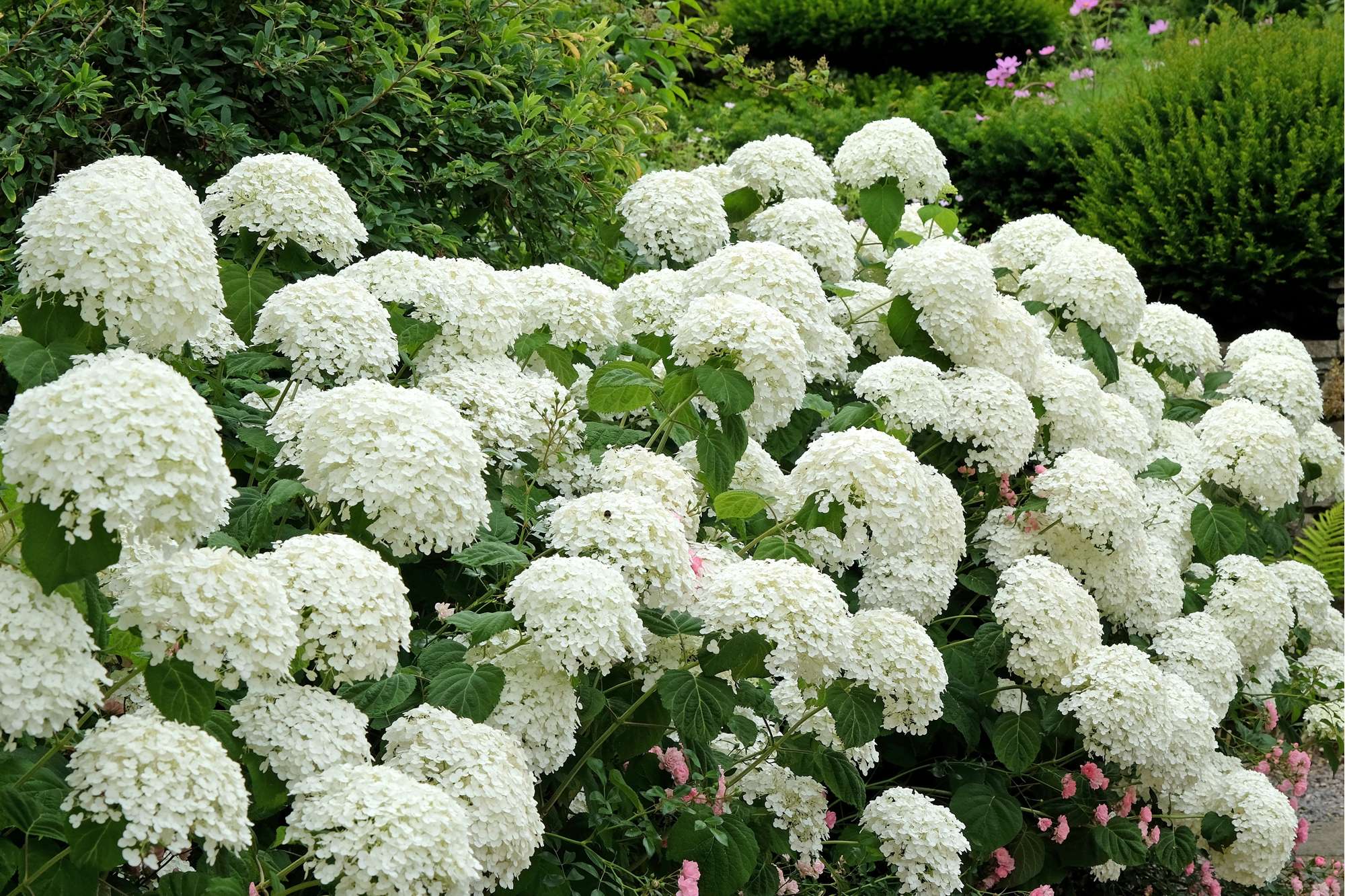 Hortensia 'Annabelle'